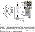 Quantification of shunt fraction using contrast ultrasound and indicator dilution in an in vitro model