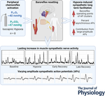 Action potential amplitude and baroreflex resetting of action potential clusters mediate hypoxia-induced sympathetic long-term facilitation