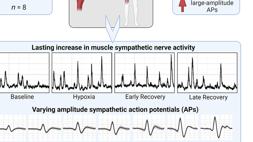 Action potential amplitude and baroreflex resetting of action potential clusters mediate hypoxia-induced sympathetic long-term facilitation