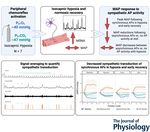 Acute hypoxia elicits lasting reductions in the sympathetic action potential transduction of arterial blood pressure in males