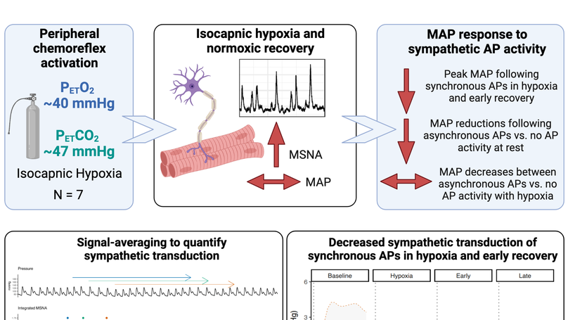 Acute hypoxia elicits lasting reductions in the sympathetic action potential transduction of arterial blood pressure in males