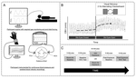 Acute intermittent hypercapnic hypoxia and cerebral neurovascular coupling in males and females