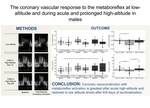 The coronary vascular response to the metaboreflex at low-altitude and during acute and prolonged high-altitude in males